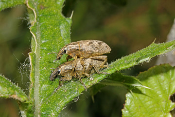 coppia di curculionidi (Cleonis pigra) su un cardo