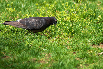 Pigeon on green grass. Portrait of a Pigeon