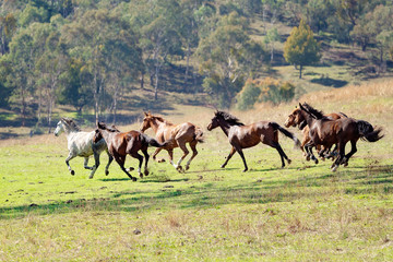 Wild Horses Racing Across The Plains