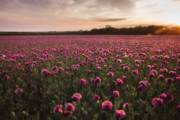 Field of lilac Poppy Flowers on sunset in early Summer