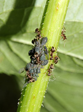 un gruppo di formiche sorveglia una piccola colonia di afidi