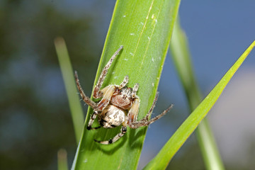 ragno tessitore (Larinoides cornutus, femmina) in attesa sull'erba