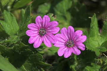 piè di gallo (Geranium molle) © gabriffaldi