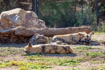 Lazy African Wild Dogs