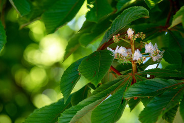 Chestnut tree in spring: inflorescence and lush foliage