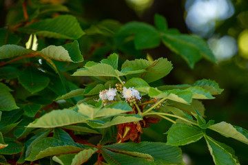 Chestnut tree in spring: inflorescence and lush foliage