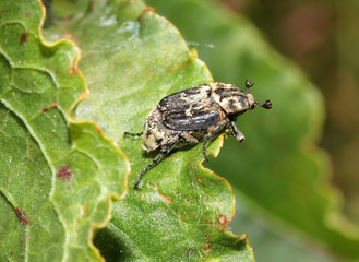 piccolo scarabeide (Valgus hemipterus)