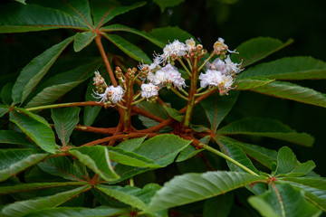 Chestnut tree in spring: inflorescence and lush foliage