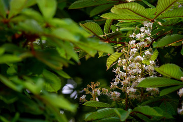 Chestnut tree in spring: inflorescence and lush foliage