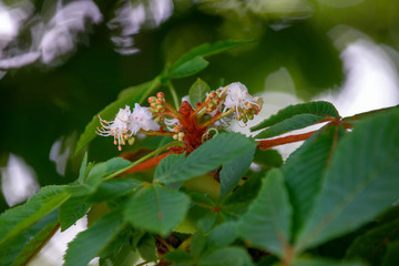 Chestnut tree in spring: inflorescence and lush foliage