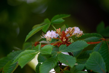 Chestnut tree in spring: inflorescence and lush foliage