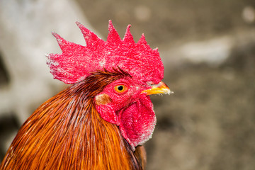 A portrait of a beautiful brown rooster - 270297126