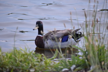 Duck on Water