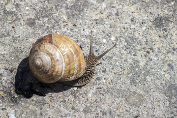 Snail gliding on the stone texture - 270297171