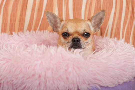 Cinnamon Chihuahua is sitting on soft dog bed from hollow fiber on sofa