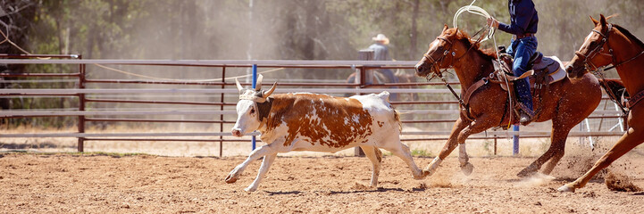 Calf Roping At Australian Country Rodeo