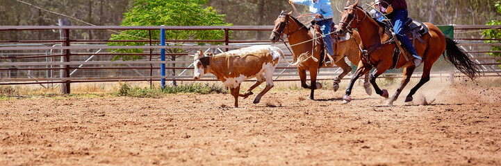 Calf Roping At Australian Country Rodeo
