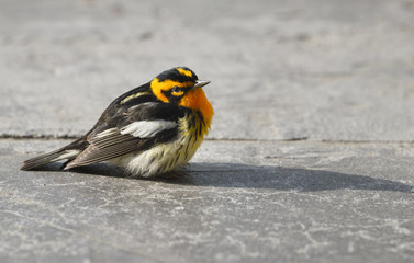 Orange throat and face of an adult male Balckburnian Warbler on the ground in Spring Toronto Canada