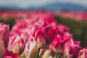 pink tulips in spring
