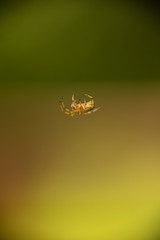 Spider dangling mid-air.