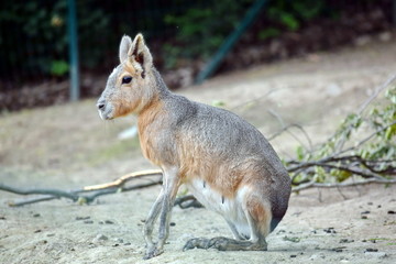 Naklejka na ściany i meble Dolichotis Patagonum Exotic Hare Sitting on Ground