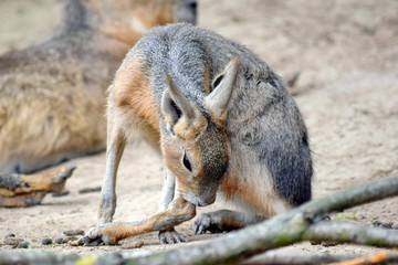 Dolichotis Patagonum Exotic Hare Cleaning Itself