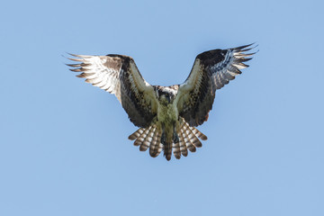  flying osprey bird