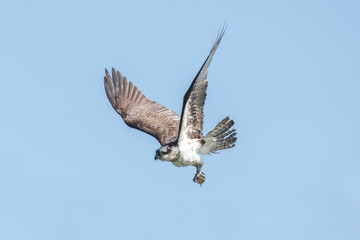  flying osprey bird