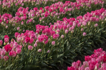 Rows of Pink Tulips