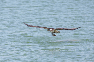  flying osprey bird