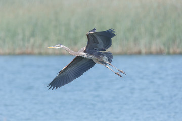 Great blue heron