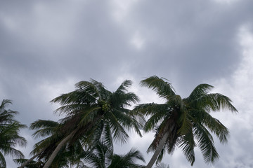Fototapeta na wymiar Coconut trees in the clouded sky
