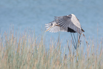 Great blue heron