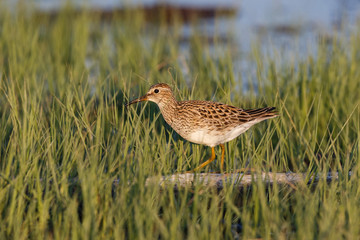 pectoral Sandpiper bird