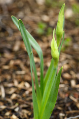 Newly emerged green Daffodil leaves and buds in Spring Toronto