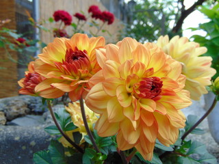 Dahlia flower,  closeup of yellow with orange  flowers growing in the garden during flowering, outdoors.