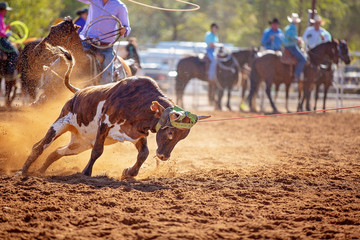 Calf Roping Competition At An Australian Rodeo