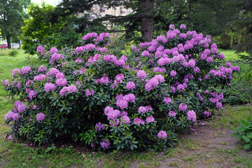 Fototapeta na wymiar A large bush blooming Rhododendron in the botanical garden. Many pink flowers Rhododendron, beautiful background.