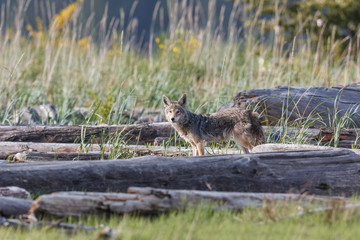 coyote prairie wolf