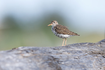 spotted sandpiper bird