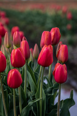 red tulips in the garden