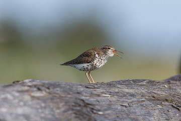 spotted sandpiper bird