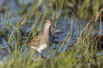 pectoral Sandpiper bird