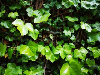 Zoom on climbing leaves, sun reflection on green leaves