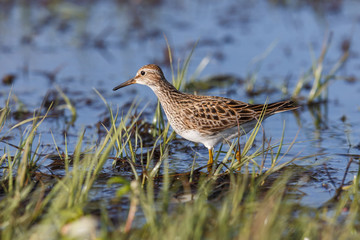 pectoral Sandpiper bird