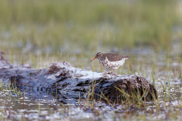 spotted sandpiper bird