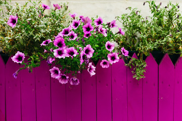 violet flowers with a wooden fence near the wall. close up