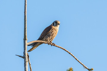 american kestrel bird
