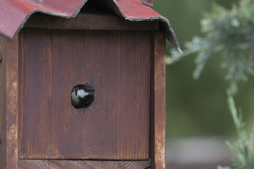 ein Vogel kommt aus dem nest um den vögeln essen zu holen