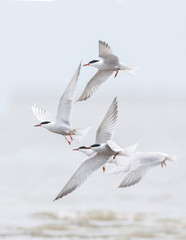 common tern bird